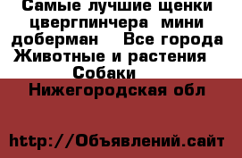 Самые лучшие щенки цвергпинчера (мини доберман) - Все города Животные и растения » Собаки   . Нижегородская обл.